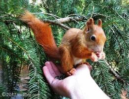 LockTec Foto Eichhörnchen